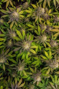 hemp,cannabis,cbd, thc, thc flower